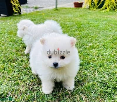 Whatsapp Me +972555074990 Pome-ranian Puppies