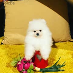 Whatsapp Me +972555074990 Pome-ranian Puppies 0