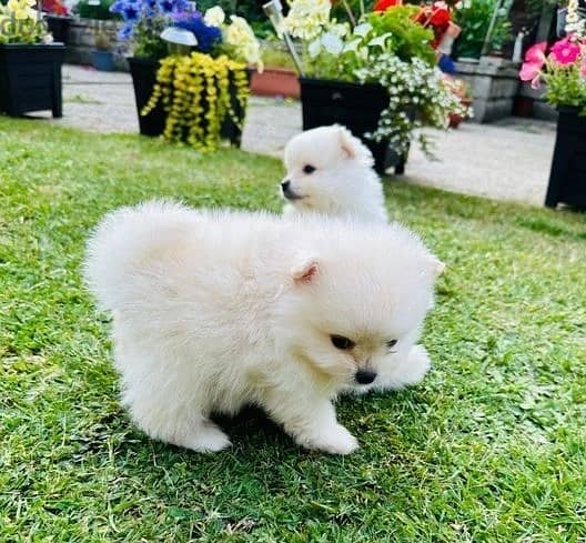 Whatsapp Me +972555074990 Pome-ranian Puppies 1