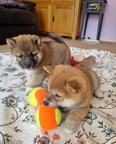 Whatsapp Me +966588993320 Shiba Inu Puppies 0