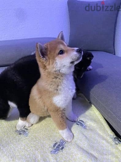 Whatsapp Me +966588993320 Shiba Inu Puppies 1