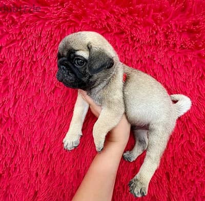 Purebred Pug puppy