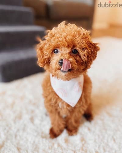 Tea Cup Poodle puppy. WHATSAPP +1 (484),718‑9164‬