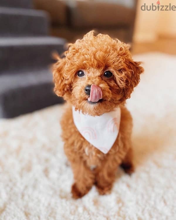 Tea Cup Poodle puppy. WHATSAPP +1 (484),718‑9164‬ 0