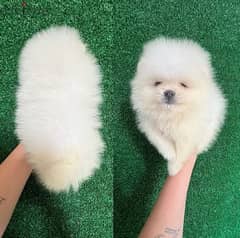 White Pomeranian for sale 0