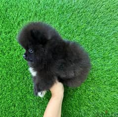 Pomeranian