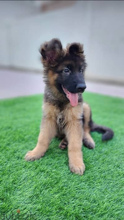 German Shepherd