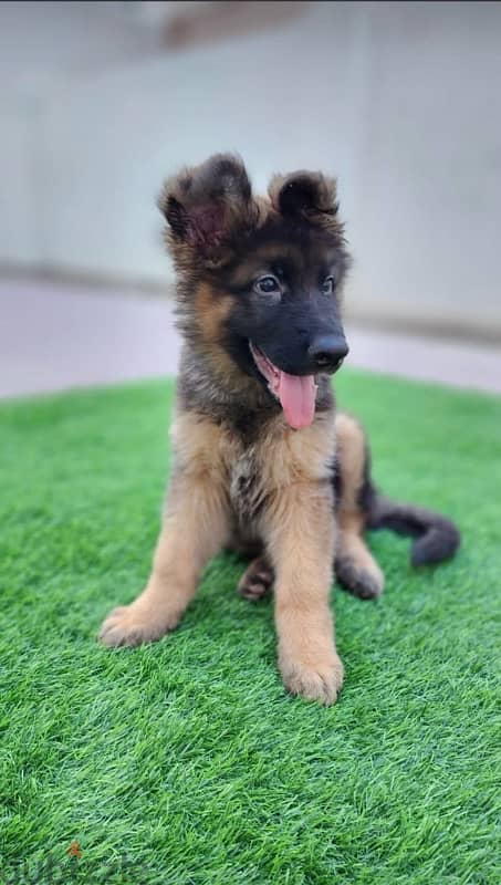 German Shepherd 0