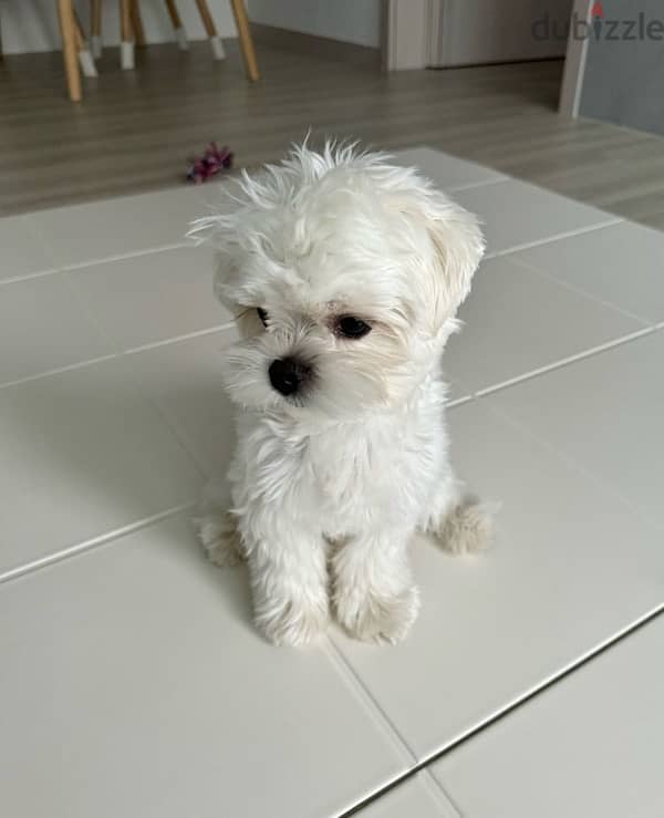 Purebred  Maltese  for sale 0