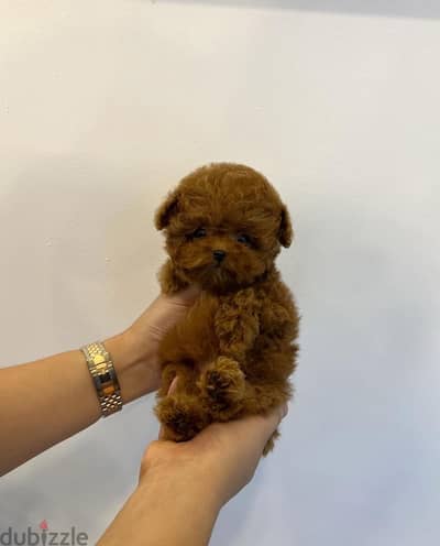 Tea Cup Poodle . . WHATSAPP +1 (484),718‑9164‬