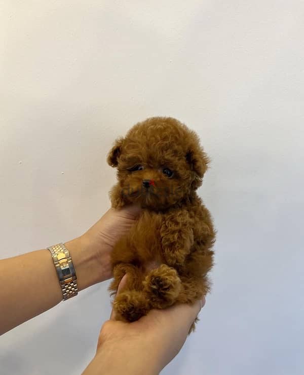 Tea Cup Poodle . . WHATSAPP +1 (484),718‑9164‬ 1