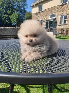 Tea Cup Pomeranian . WHATSAPP +1 (484),718‑9164‬ 0