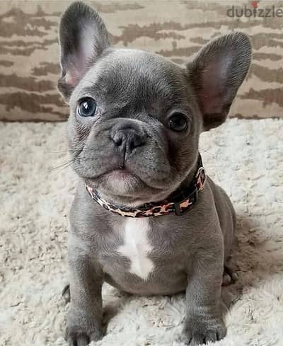 WhatsApp me +4917629216066 French bulldog puppies for sale