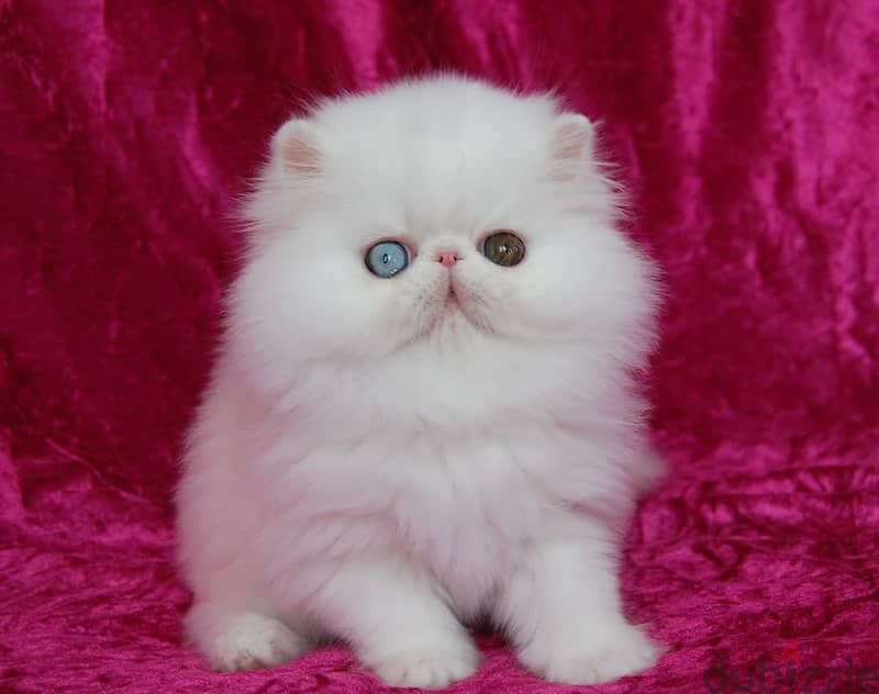 Persian Kitten 1