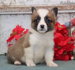 Whatsapp Me +966583921348 Welsh Pembroke Puppies 0