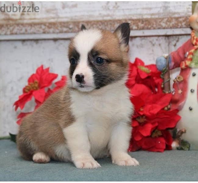 Whatsapp Me +966583921348 Welsh Pembroke Puppies 1