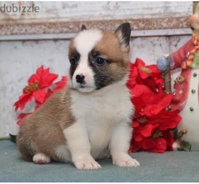 Whatsapp Me +966583921348 Welsh Corgi Pembroke Puppies