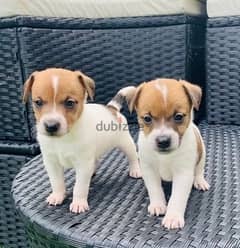 Whatsapp Me +966588993320 Jack Russell Puppies 0