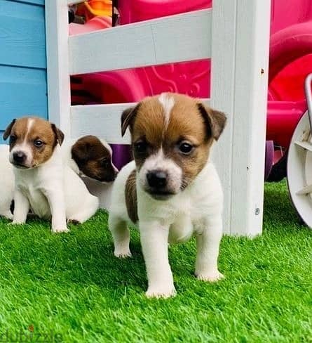 Whatsapp Me +966588993320 Jack Russell Puppies 1