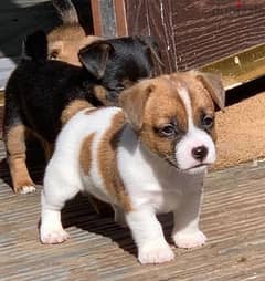 Whatsapp Me +966588993320 Jack Russell Puppies 0