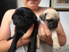 Whatsapp Me +966583921348 Pug Puppies 0