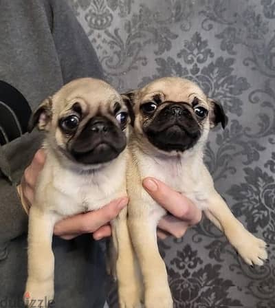 Whatsapp Me +966583921348 Pug Puppies