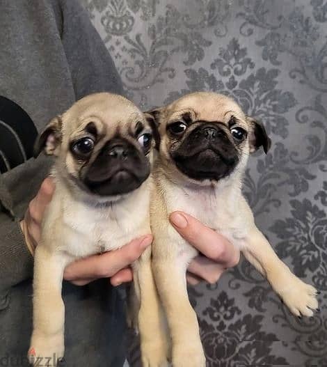 Whatsapp Me +966583921348 Pug Puppies 0