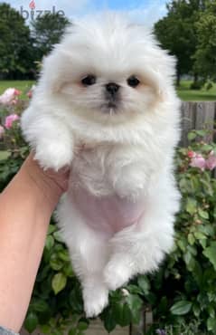 Whatsapp Me +966588993320 Pekingese Puppies