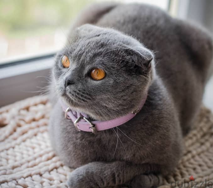 Scottish Fold 0