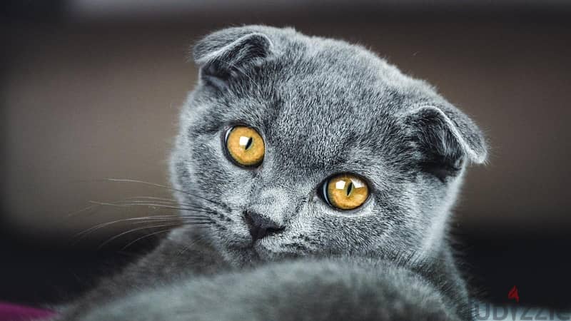 Scottish Fold 1