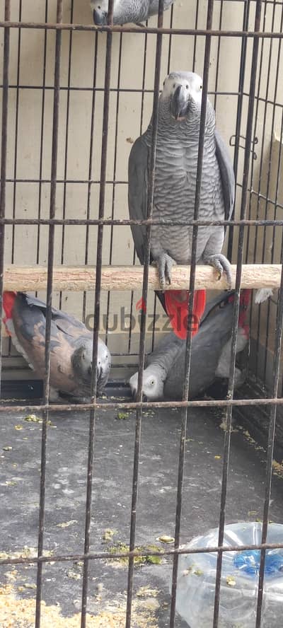 Africa grey parrot available. WhatsApp:+966 56 200 3020