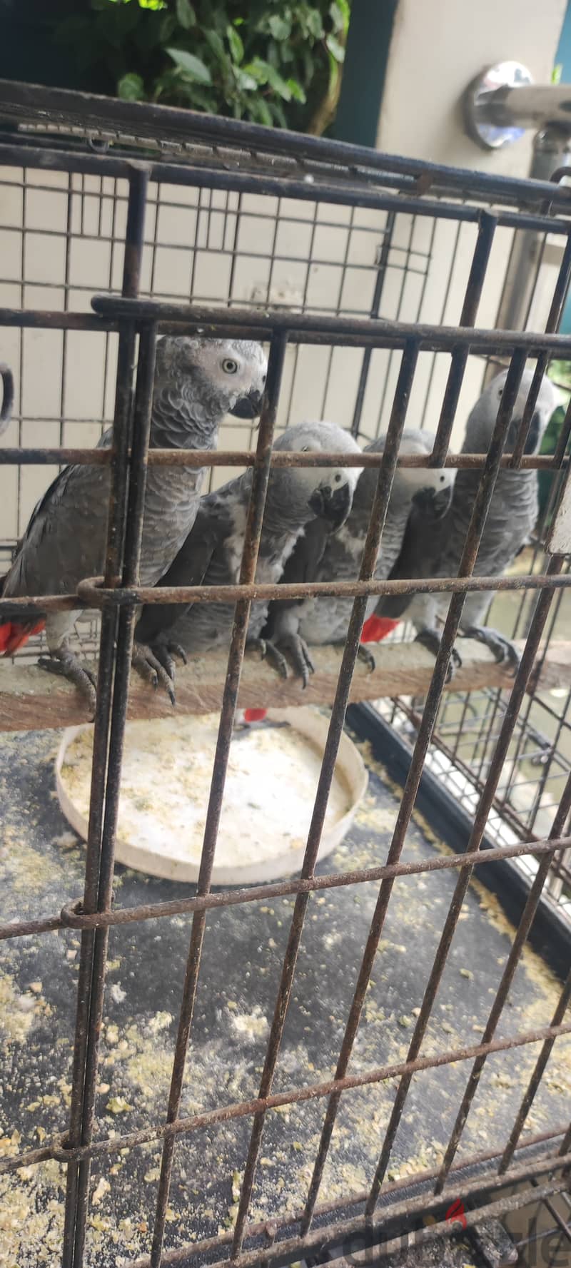 Africa grey parrot available. WhatsApp:+966 56 200 3020 1