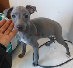 Whatsapp Me +966588993320 Italian Grey-hound Puppies