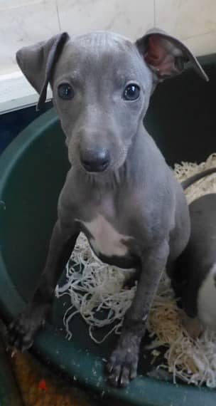 Whatsapp Me +966588993320 Italian Grey-hound Puppies 1