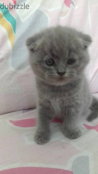 British Shorthair Kitten