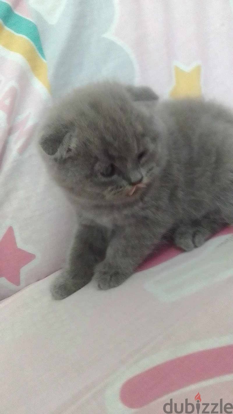 British Shorthair Kitten 1