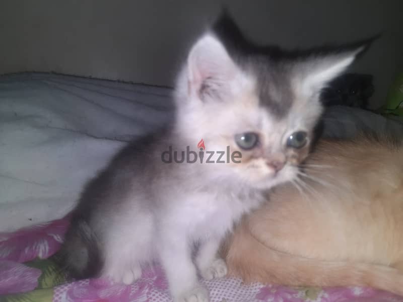 Kitten for sale 2