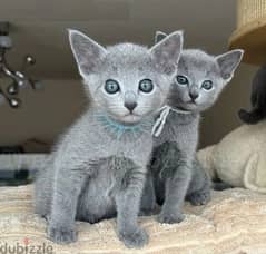 Whatsapp Me +966588993320 Rus-sian Blue Cats 0