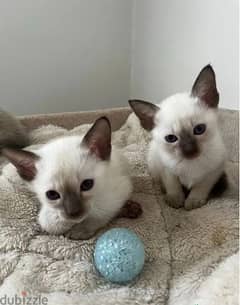 Whatsapp Me +966583921348 Siamese Cats 0