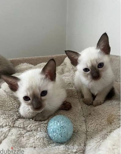 Whatsapp Me +966583921348 Siamese Cats 0