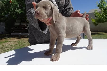 Whatsapp Me +966583921348 Weimaraner Puppies