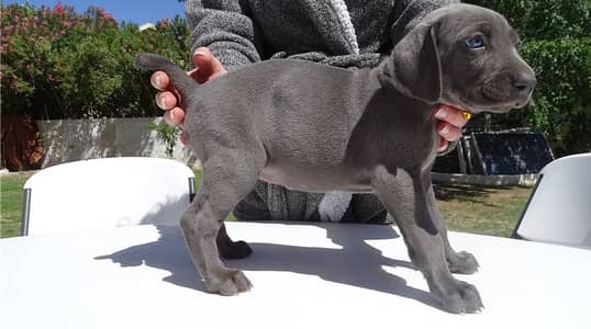 Whatsapp Me +966583921348 Weimaraner Puppies