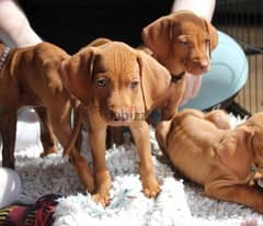 Whatsapp Me +966588993320 Hungarian Vizsla Puppies 0