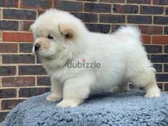 Whatsapp Me +966583921348 Chow Chow Puppies