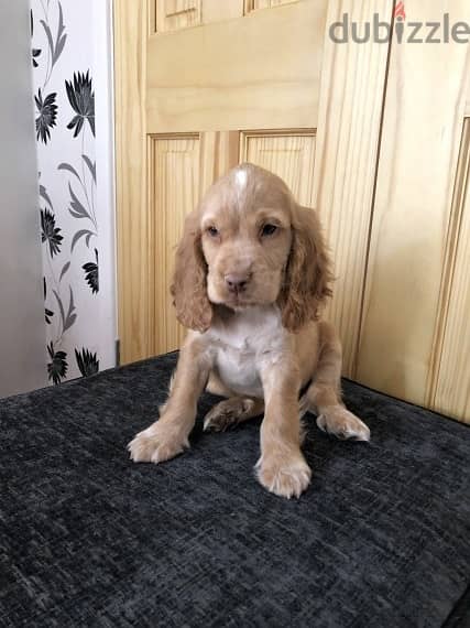 Whatsapp Me +966588993320 Cocker Spaniel Puppies 1