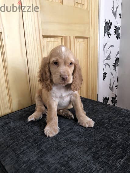 Whatsapp Me +966588993320 Cocker Spaniel Puppies 1