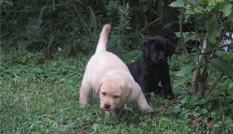 Whatsapp Me +972555074990 Labrador Puppies 0