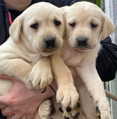 Whatsapp Me +972555074990 Labrador Puppies