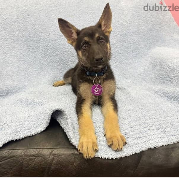 Trained German Shepherd puppy 1