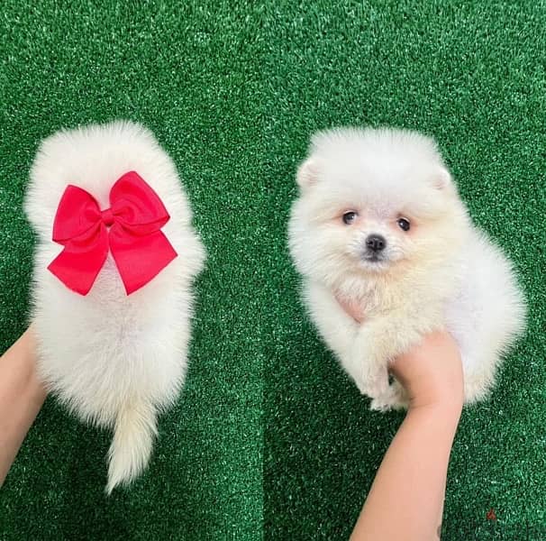 Tea cup Pomeranian for sale 1